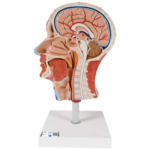 [3BS-C14] Media cabeza con musculatura