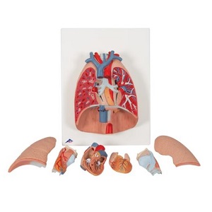 [3BS-G15] Modelo de pulmon 7 piezas