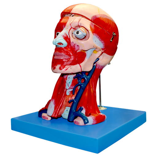 Musculatura de la cabeza y cuello