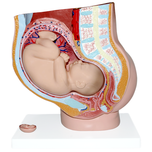 Pelvis de embarazo con feto