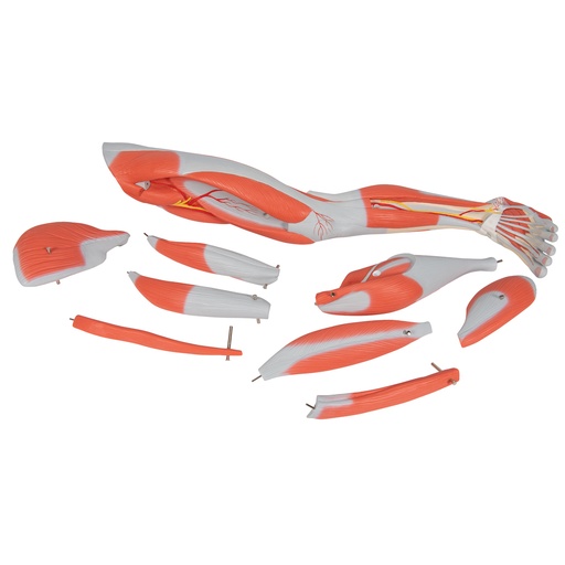 [3BS-M20] Pierna con musculos diseccionables, desmontable en 9 piezas