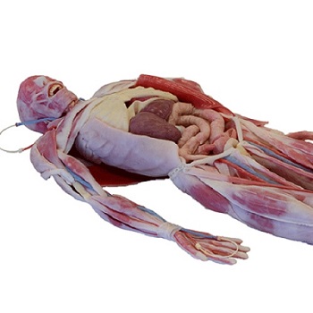 [SLA-101600] Simulador quirúrgico Syndaver cuerpo completo sexo femenino