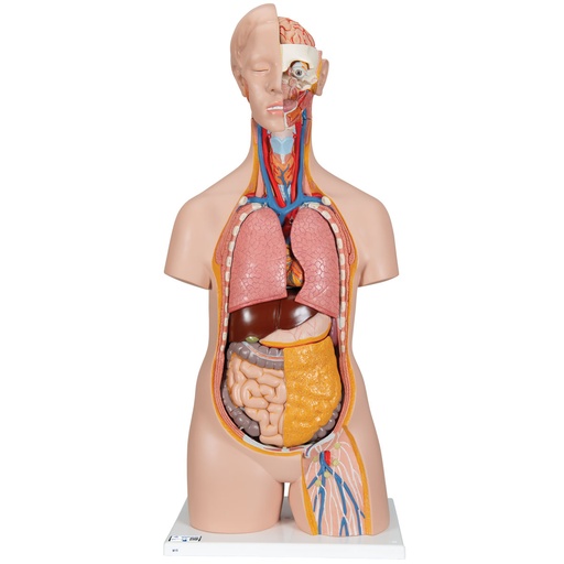 [3BS-B13] Torso clasico asexuado 14 partes