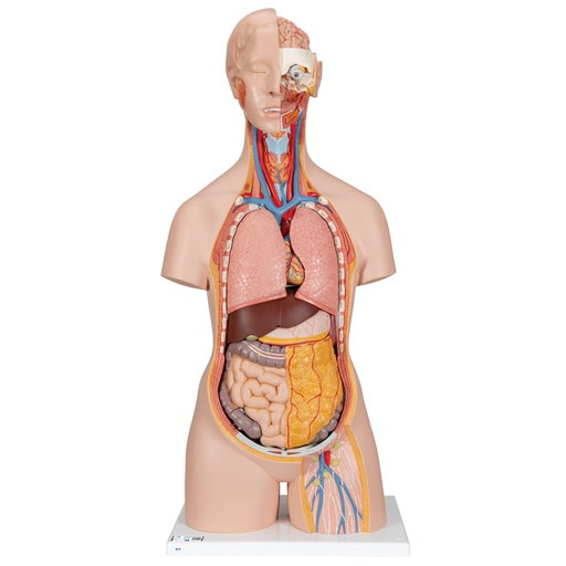 [3BS-B19] Torso clasico con espalda abierta 18 partes