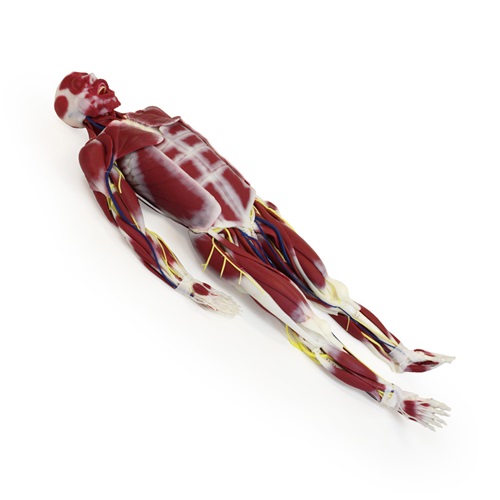[SLA-102001] Modelo de anatomía de silicona G3 femenino