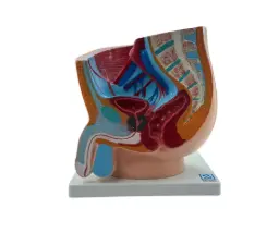 Pelvis Masculina