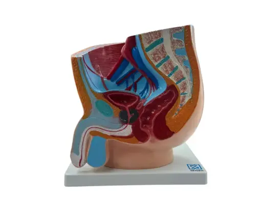 Pelvis Masculina