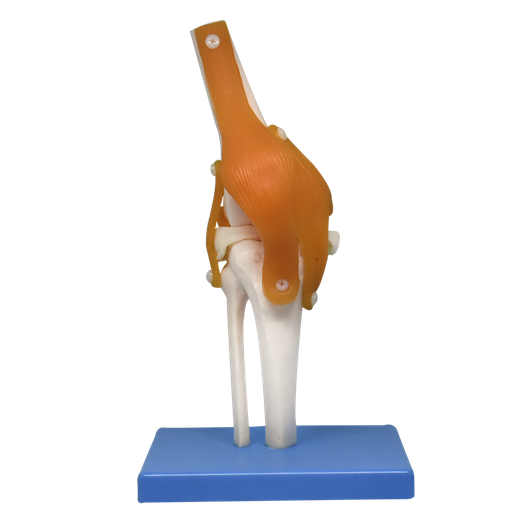 Articulacion de rodilla con ligamentos