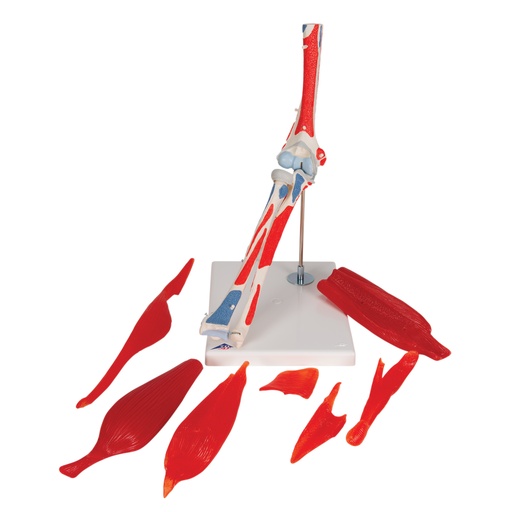 [3BS-A883] Articulacion de codo 8 piezas