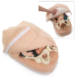 Modelo de Palpación Abdominal