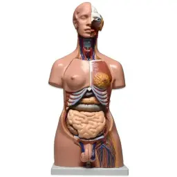 Modelo anatómico de torso bisexual 23 piezas medidas 86x37x25 cm