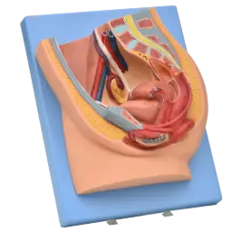 Pelvis femenina en corte sagital en base con colores realistas