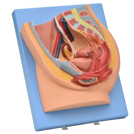 Pelvis femenina en corte sagital en base con colores realistas