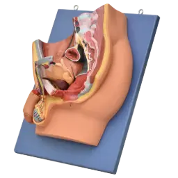 Pelvis masculina con corte sagital en relieve y colores realistas