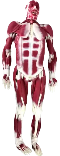 Humano sintético quirurgico, híbrido G2 Modelo masculino