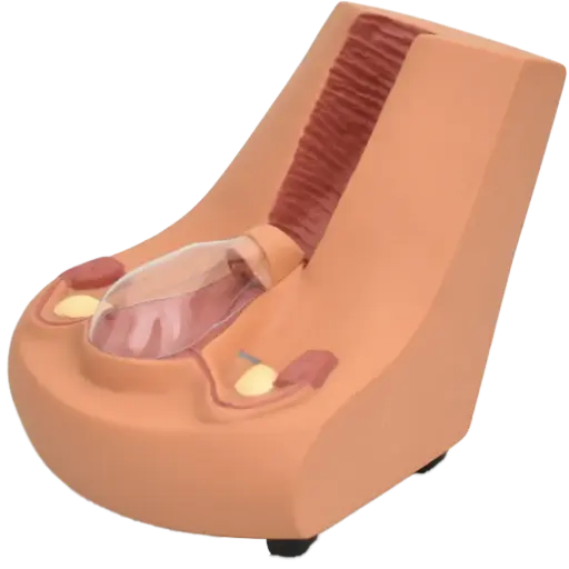 Modelo de formación de dispositivo intrauterino