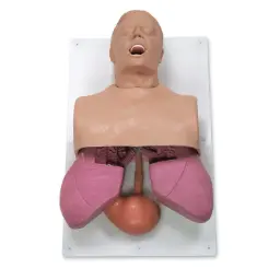 Entrenador de manejo de vías respiratorias en adultos