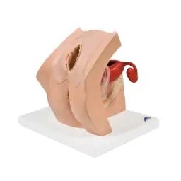 Maniquí ginecológico para la educación de pacientes