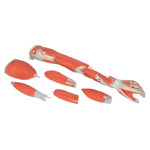 [3BS-M10] Brazo con músculos diseccionables y desmontable en 6 piezas