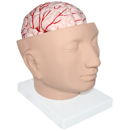 Cabeza gigante con cerebro
