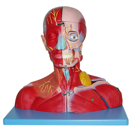 Cabeza y cuello con vasos sanguineos, nervios y cerebro