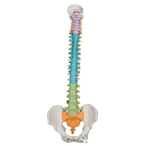 Columna didáctica flexible