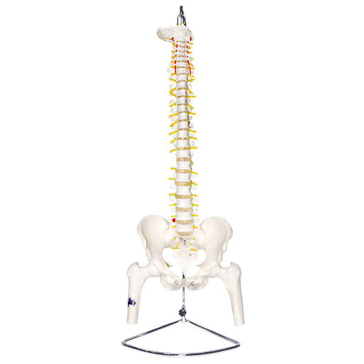 Columna vertebral con pelvis masculina