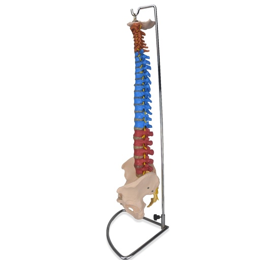 Columna vertebral de colores
