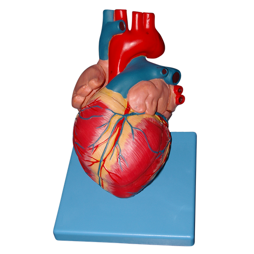 Corazon de lujo de 5 piezas