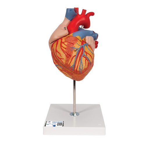 [3BS-G12] Corazon de 4 piezas de 2 veces su tamaño natural