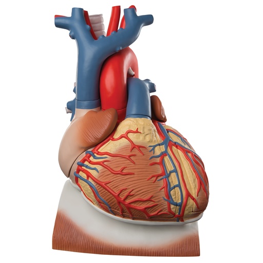 [3BS-VD251] Corazon en diafragma de 10 piezas de 3 veces su tamaño natural
