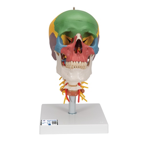 [3BS-A20/2] Craneo clasico didactico con columna cervical de 4 partes